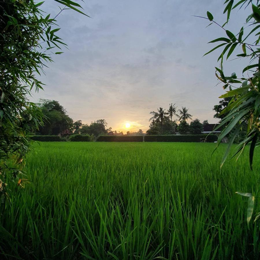 Yabbiekayu Eco-Bungalows Yogyakarta Eksteriør billede